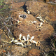 Illustration for article titled Frog Deaths Are A Harbinger of Sixth Mass Extinction on Earth